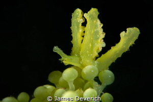 Lobiger viridis by James Deverich 